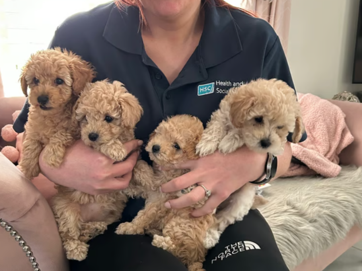 Discover your new best friend! We have a delightful litter of Toy and Miniature Poodle puppies read