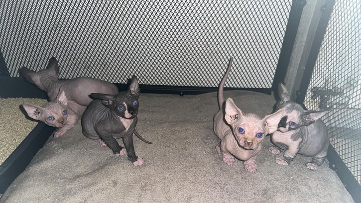 Bambino and Sphynx kittens  Animals 3