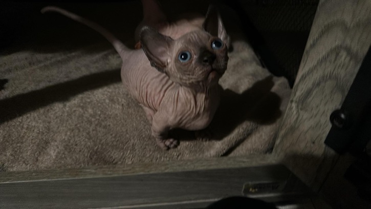 Bambino and Sphynx kittens  Animals 4