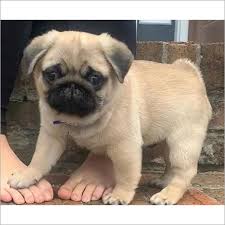 Pug puppies ready for adoption Animals