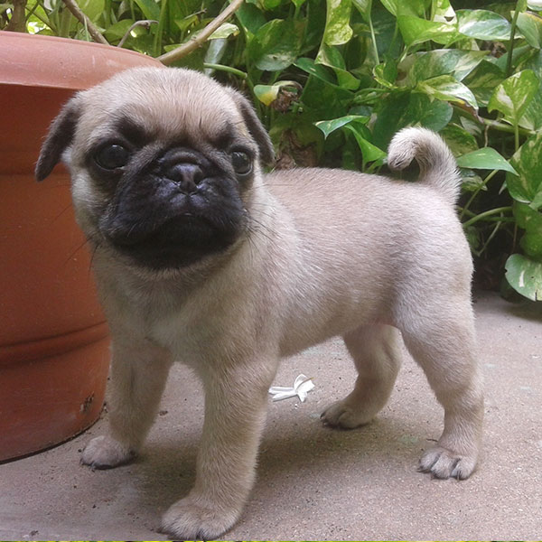 Pug puppies ready for adoption Animals 2