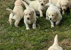 Stunning litter of Golden Retriever puppies, 
<br>looking for their forever homes, puppies are read