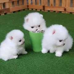 Beautiful and healthy Pomeranian puppies seeking their forever loving homes! 
<br>Our stunning litt