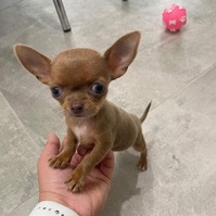 Chihuahua puppies ready to live ‪ WhatsApp via +44 7482162214