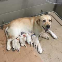 our delightful litter of 8 Labrador pups are ready to bring boundless joy and companionship to your