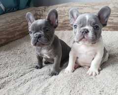 Male and Female Trained French Bulldog Puppies
<br>Well Trained French Bulldog puppies. They are ve