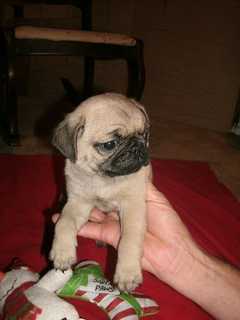 Outstanding female pug puppy available and in need of a new pet loving family. Make her yours now b